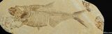 Inch Diplomystus Fish Fossil #41-1